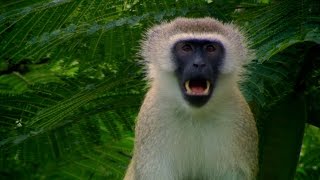 Vervet monkeys escape plans  Talk to the Animals Episode 2 Preview  BBC One [upl. by Redwine]