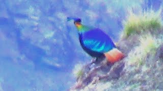 Himalayan Monal Male Bird  1 [upl. by Gonta]