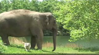 The Elephant Sanctuary  Tarra and Bella A Match Made in EleHeaven [upl. by Alywt]