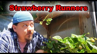 Strawberry Runners Explained How To Grow Strawberries From Runners [upl. by Suoivatnod]