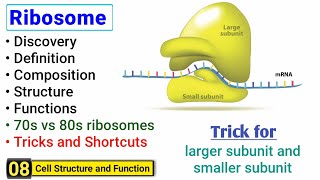 Ribosome structure and function  Complete concept with Tricks  J Biology [upl. by Navonod]