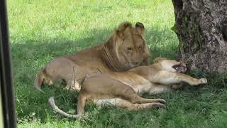 Kenya Amboseli National park [upl. by Danette]