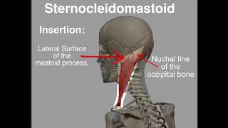 Sternocleidomastoid Origin amp Insertion [upl. by Kaplan534]