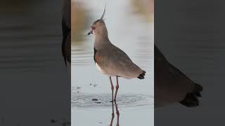 Lapwing’s water drinks style lapwing birds [upl. by Ohara996]