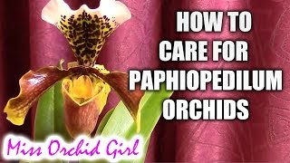 How to care for Paphiopedilum orchids  watering fertilizing reblooming [upl. by Yattirb844]