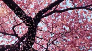 Cherry Blossom  video designed by dreamsceneorg [upl. by Itnava]