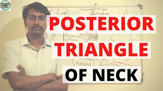 POSTERIOR TRIANGLE OF NECK [upl. by Shank996]