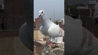 Aisa lal band kasni kabutar apne pahle nhi dekha hoga pigeon lover shorts mahirsingh1350 [upl. by Adala814]