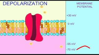 AP1 NEURON DEPOLARIZATION [upl. by Ahsenac]