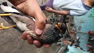 Electric shock lag gaya bird ko birds birdslover savebirds saveanimals birdspecies [upl. by Tuesday]