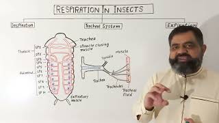 Tracheal System of Insects English medium profmasoodfuzail Gas Exchange in Insects  Spiracles [upl. by Chlo]