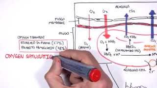 Respiration Gas Exchange [upl. by Sillek]