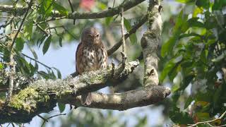 Red chested Owlet Â Glaucidium tephronotum medje [upl. by Lesde88]