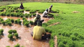 How Rice is Made  Step by Step Growing Rice Paddy Farming South India [upl. by Hsina376]