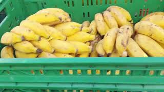 vender bananas e laranjas da dinheiro [upl. by Ahsikyt983]