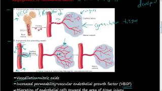 40 Growth factors of Angiogenesis and Neovascularization Step 1 of tissue repair [upl. by Eesdnil]