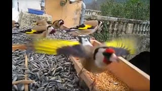 Jilguero  Magnifique vidéo de Chardonneret élégant  European Goldfinch  Carduelis carduelis [upl. by Asira]