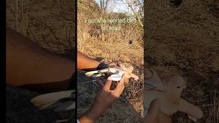 Found wounded bird on road youtubebirds viral nature shorts please like share n subscribe 🙏 [upl. by Ronen]