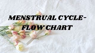 MENSTRUAL CYCLE FLOW CHART [upl. by Ztirf736]