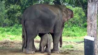 Cutest Baby Elephant Running to its Mom After Sensing Danger [upl. by Dewey]