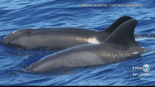 New whaledolphin hybrid found off Kauai [upl. by Trinidad]