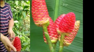 പ്രകൃതിദത്ത ഷാംപൂ  Natural shampoo and conditioner for Hair  Shampoo Ginger plant  മലഇഞ്ചി [upl. by Thom409]