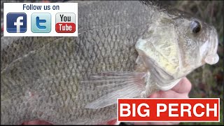 Big Perch Caught Using Red Maggot On The Pole [upl. by Trill]