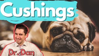 Dog Cushings Disease Dr Dan covers symptoms diagnosis and treatment of Cushings disease [upl. by Ycak]