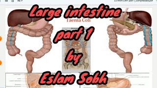 Large intestine Anatomy part 1  Eslam Sobh [upl. by Oirretno]