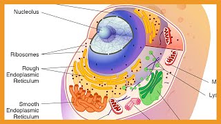 Cell Biology  Organelles [upl. by Ma541]