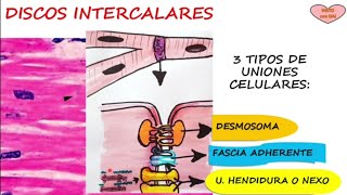 tejido muscular cardíaco [upl. by Rukna]