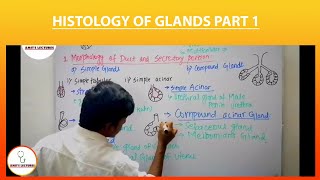 Histology of Glands Part 1  Glands  Exocrine Glands  Amits Lectures  UHS  Histo made Easy [upl. by Hayarahs439]