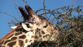 Oxpecker and giraffe feeding Chobe Botswana Ian Redmond [upl. by Massiw215]