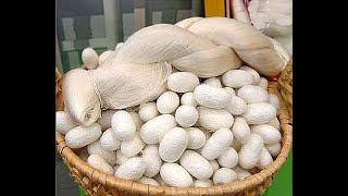 How to Make Silk Yarn Silk Yarn Manufacturing Process [upl. by Nitsruk]