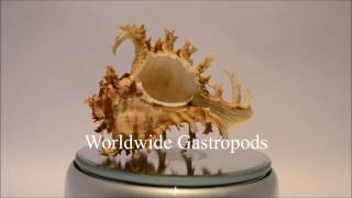 Welcome to Worldwide Gastropods [upl. by Akirdnwahs]