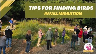 Tips For Finding Birds in Fall Migration [upl. by Orvie]