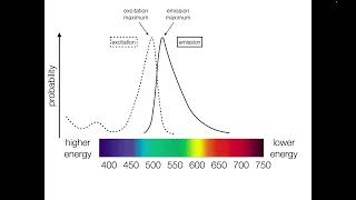 Fluorophore Spectra [upl. by Sassan]