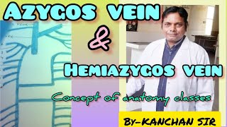 ANATOMY LECTURE OF AZYGOS VEINVENOUS DRAINAGE OF THORAX AZYGOS SYSTEM OF VEIN [upl. by Tade]