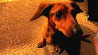 Smart Weiner Dog Doing Tricks Best Dachshund Tricks Ever [upl. by Noitsuj]