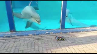 Achter de schermen  Verrijking met de dolfijnen  Dolfinarium [upl. by Candida]