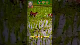 dogs 🐕 vs 🦎monster lizard fight funny shots yt fighting animals dogs lizards viralvideo [upl. by Argyle]