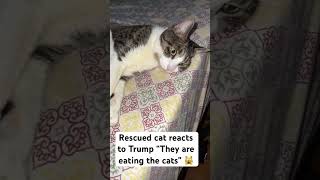 Rescued cat reacts to “They are eating the cats” cat animals [upl. by Haldas]