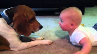 Baby vs Beagle [upl. by Ylus]