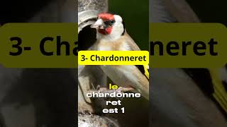 5 meilleurs oiseaux à avoir dans son jardin [upl. by Imogen]