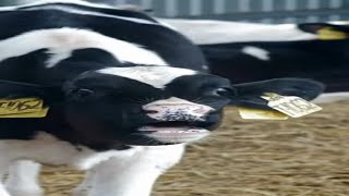 quotCow Sounds amp Mooing – Cows Moo Relaxing Cattle Mooing ASMR farmlife cow cows [upl. by Ahsinirt]