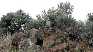 Chukar calling [upl. by Akerdal897]