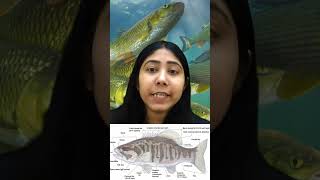 Osteichthyes  Characteristics amp Examples  Pisces Classification  Biology  Class11  Adhyayanta [upl. by Elleynad710]