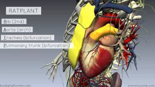 Sternal Angle  Angle of Louis  3D Anatomy Tutorial [upl. by Laflam]