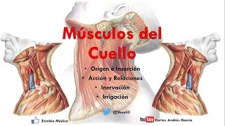 Anatomía  Músculos del Cuello Inserción Inervación Irrigación y Acción [upl. by Nettie]