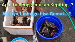 Apa Itu Penggemukan Kepiting Apa benar 1 Minggu Bisa Gemuk [upl. by Nuawaj]